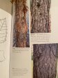 Bark: A Field Guide to Trees of the Northeast Online