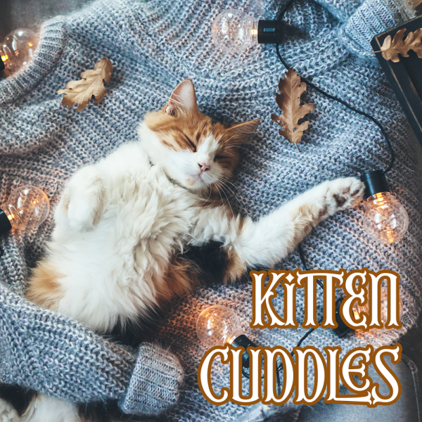 Winter Collection: KITTEN CUDDLES Discount