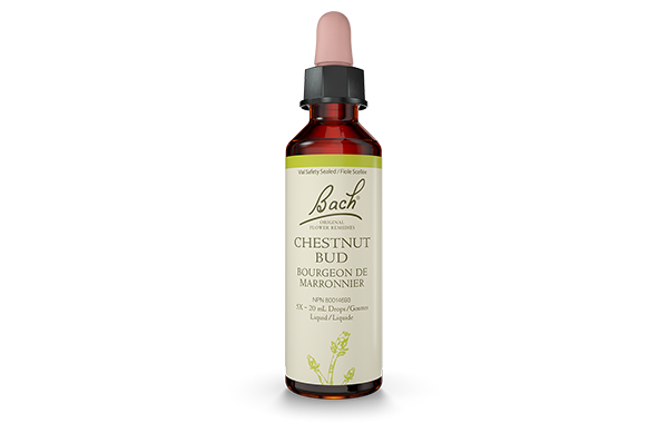 Bach Original Flower Remedy Chestnut Bud 20ml Online Hot Sale