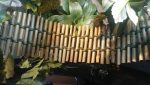 Bamboo Bridge - 6  Width For Cheap