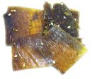 Marlin Jerky (Teriyaki) Online now